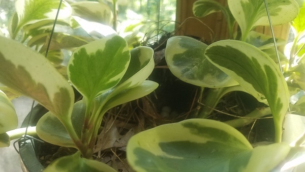 Nest in hanging plant pot, Wren