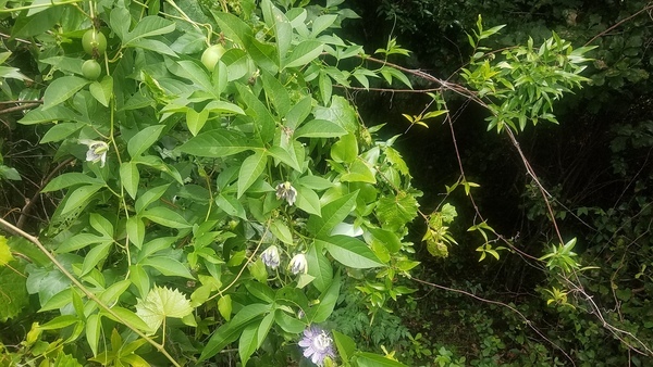 Grape, smilax, passion vines, Blooming
