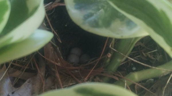 Eggs in nest, Wren
