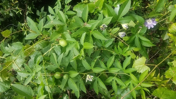 Passion fruits and flowers, Blooming