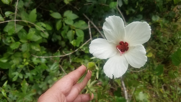 Five petals, Bloom and bud