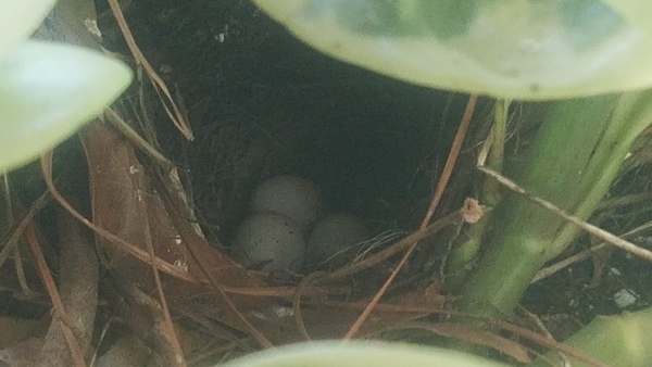 Speckled eggs, Wren