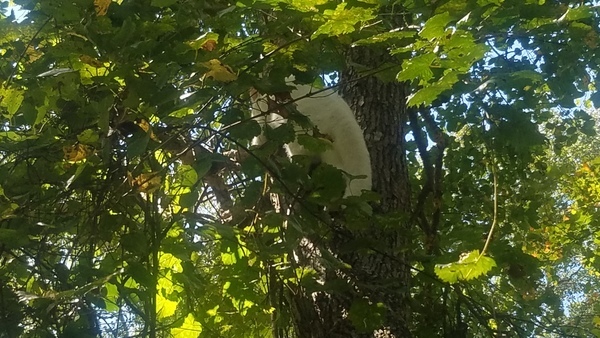 In crook of tree, Cat