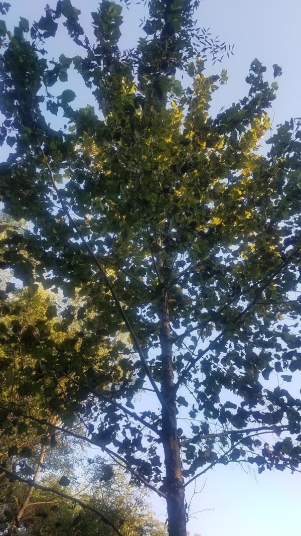 Treetop, Sycamore
