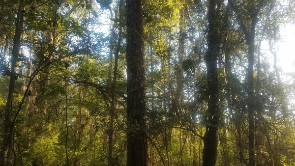 Spiderweb, Woods