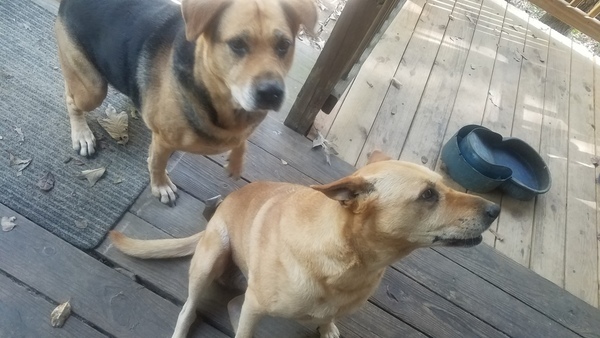 Brown Dog, Yellow Dog, Pooch Deck