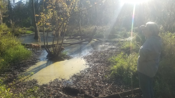 Dogs, Beaver pond