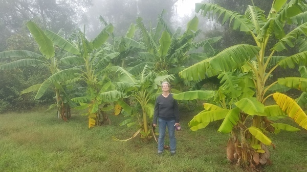 Banana Forest, Steamy