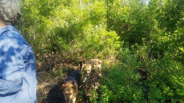 Dogs, Planted longleaf