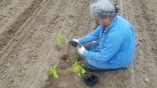 More roots, Planting