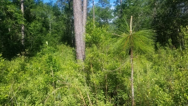 Bolting planted longleaf and native trunks, New and old