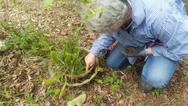 Prepare a spot, Bog garden