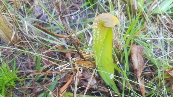 Closeup, Pitcher plant