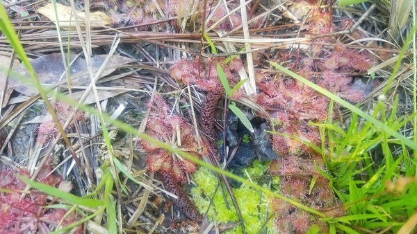 More, Sundew