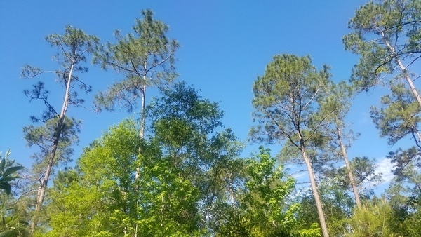 Three in a row, Native longleaf