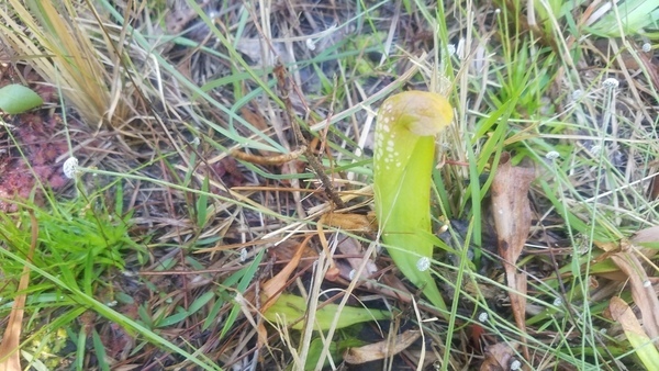 Not seen here for forty years, Pitcher plant