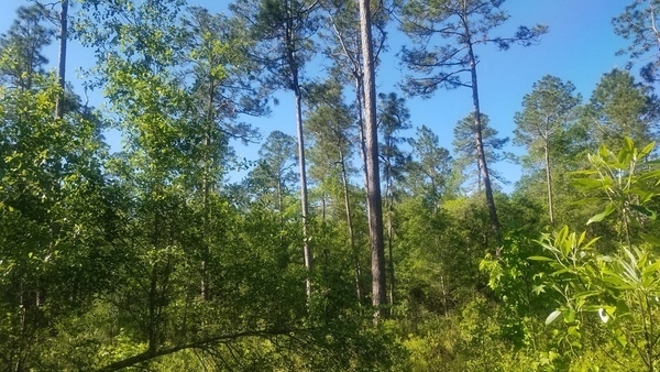 Smooth, Longleaf bark