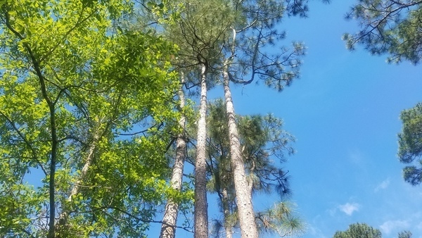 Up, Group of longleaf