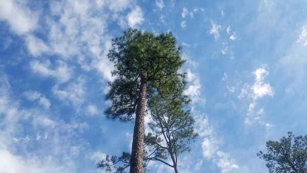 More longleaf, The Greenway