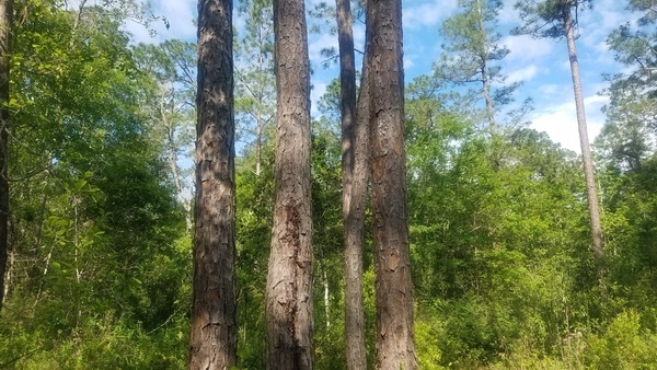 Five of them, Group of longleaf