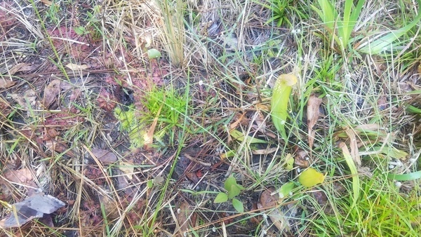 With sundew, Pitcher plant