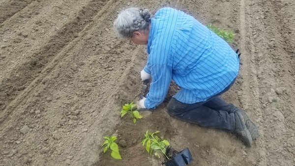 Dig next hole, Planting