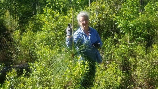 Waist high to head high in one year, Bolting planted