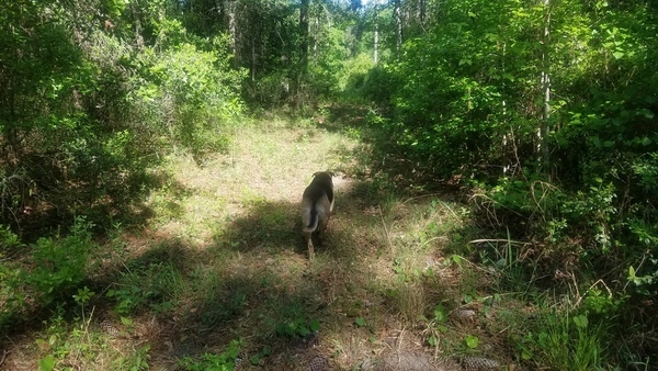 Brown Dog, The Greenway