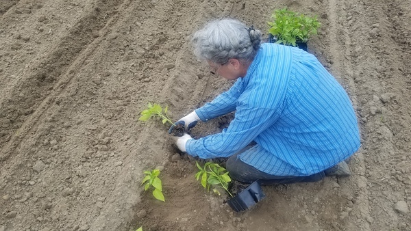 Loosen roots, Planting