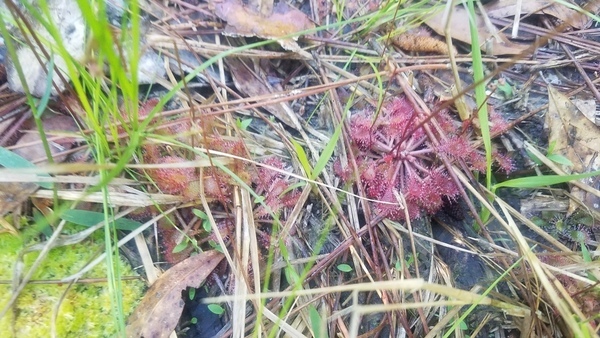 Closeup, Sundew