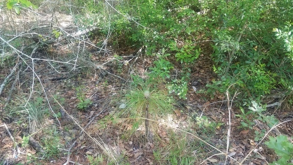 Bolting, Path longleaf