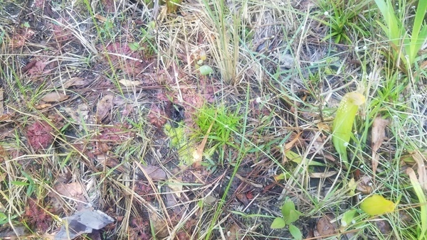 With pitcher plant, Sundew