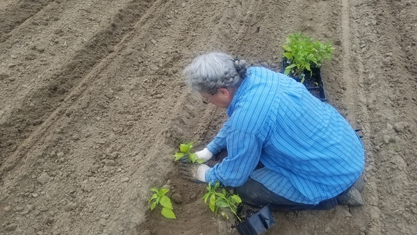 Pack in dirt, Planting