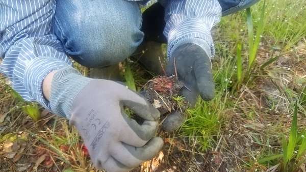 For transplanting, Sundew