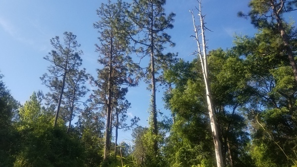 Above, Longleaf