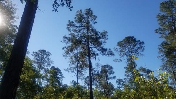 More behind that one, Native longleaf