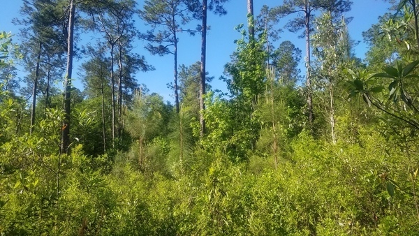 Candling among volunteer slash, Planted longleaf