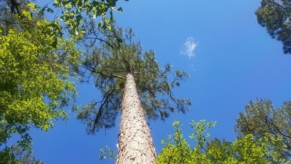 Up, Longleaf and Smilax