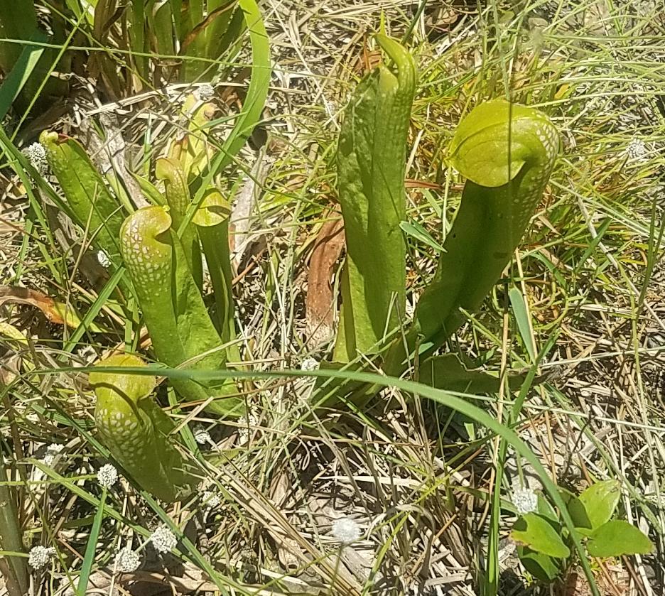 936x839 Clump, Pitcher Plants, in Pitcher plants and sundew, by John S. Quarterman, for OkraParadiseFarms.com, 18 May 2019