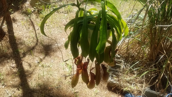 Shade side, Pitcher plant