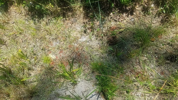 With pitcher plants, Sundew