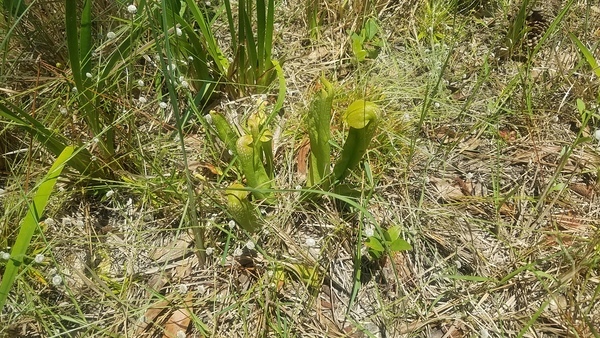 Context, Pitcher Plants