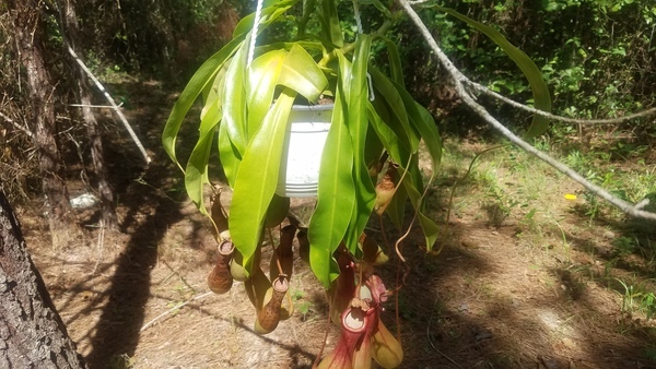 Sun side, Pitcher plant