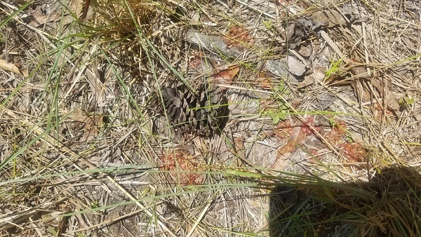 Patch and pine cone, Sundew