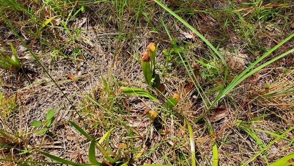 Bunch, Pitcher plants