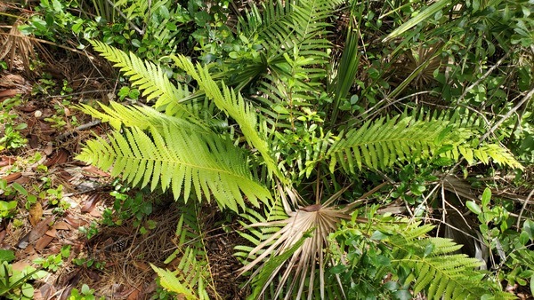 Cinnamon Fern, Ferns