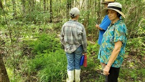 Plenty of them, Ferns