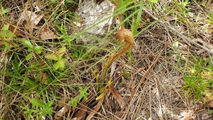 Side, Pitcher plants