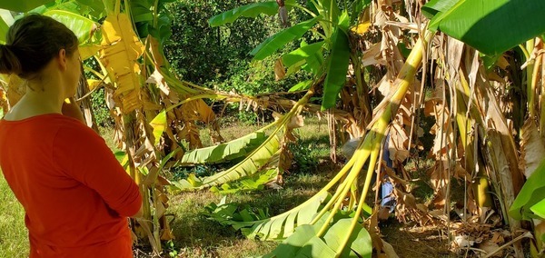 Invisible Gretchen, In the banana trees