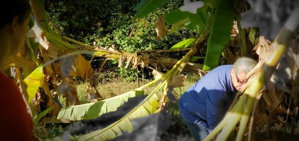 Peggy and Gretchen, In the banana trees